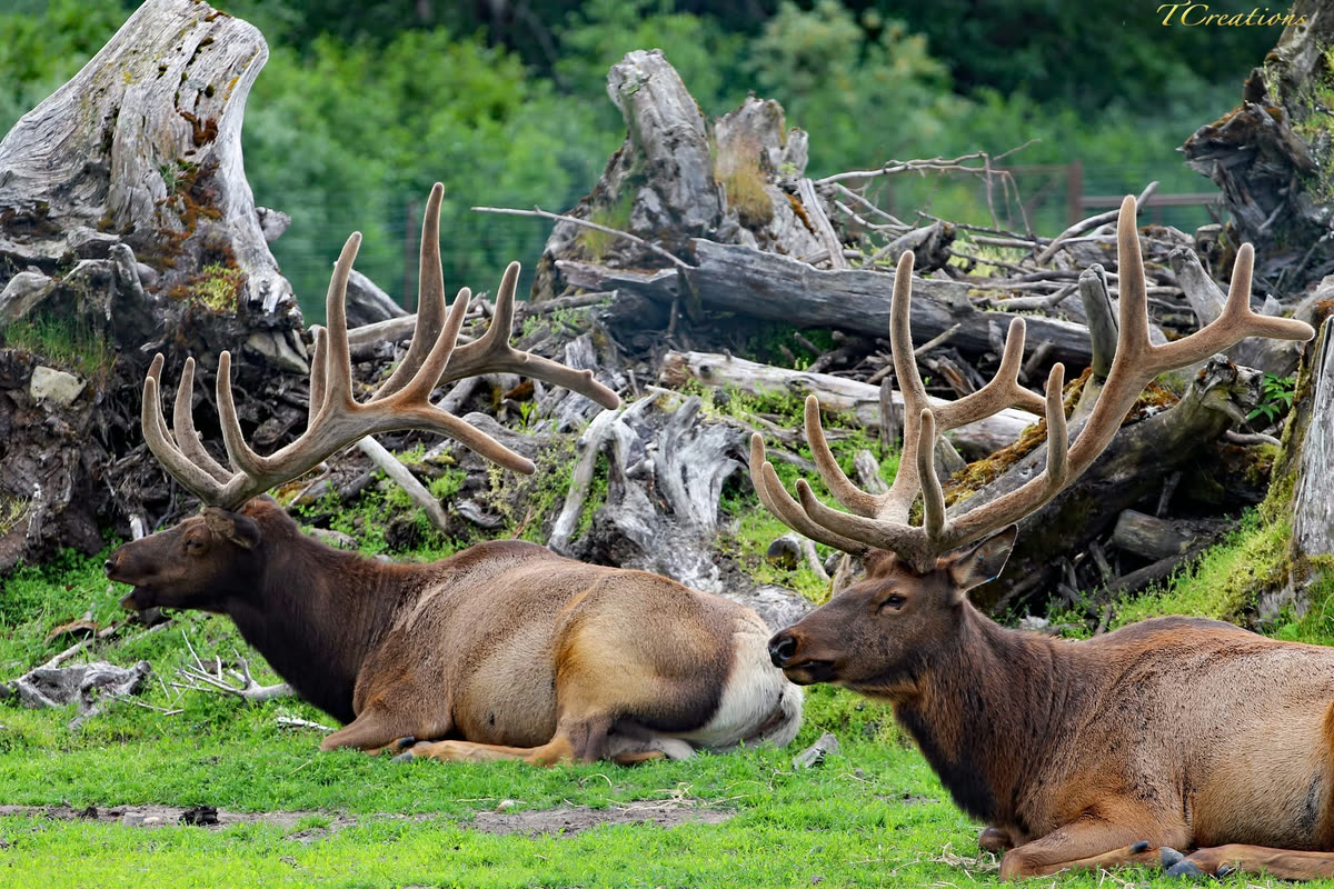Two bull elk with full antlers