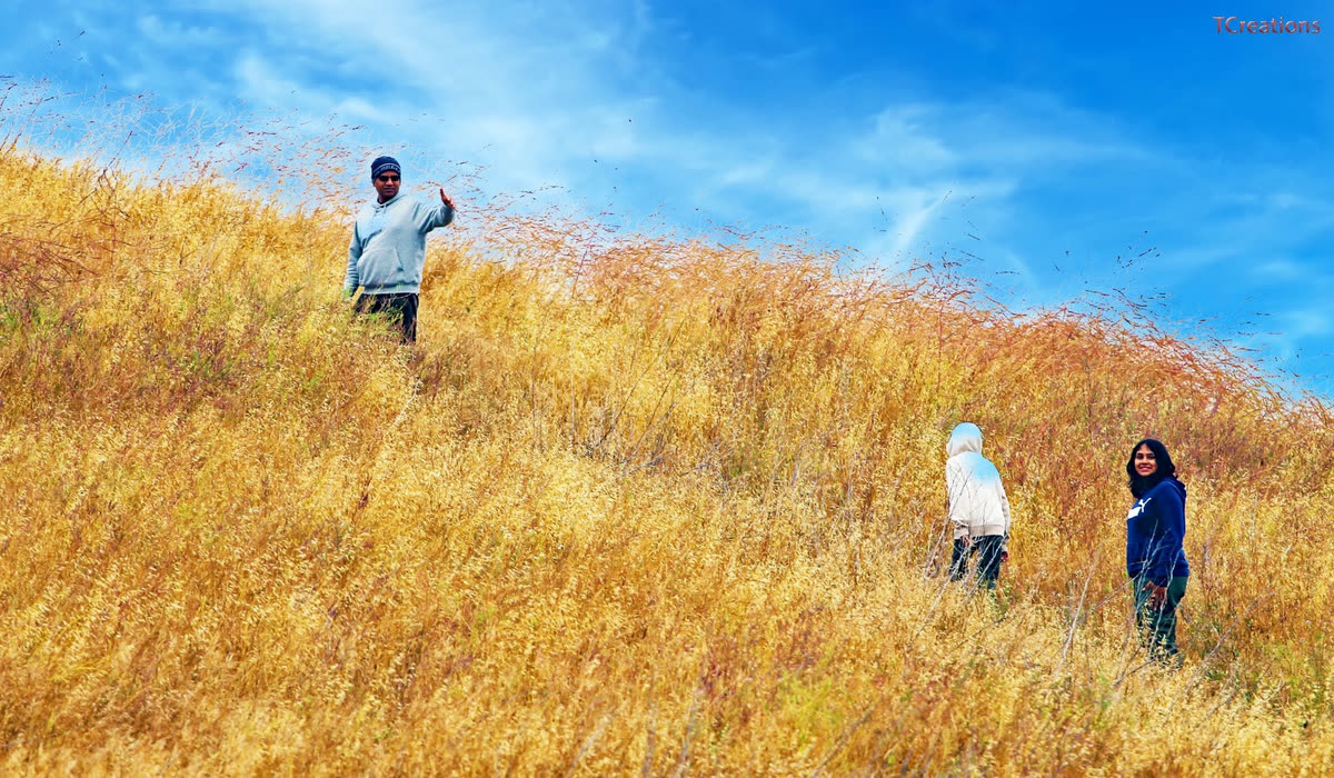 Three travellers on a golden hillside