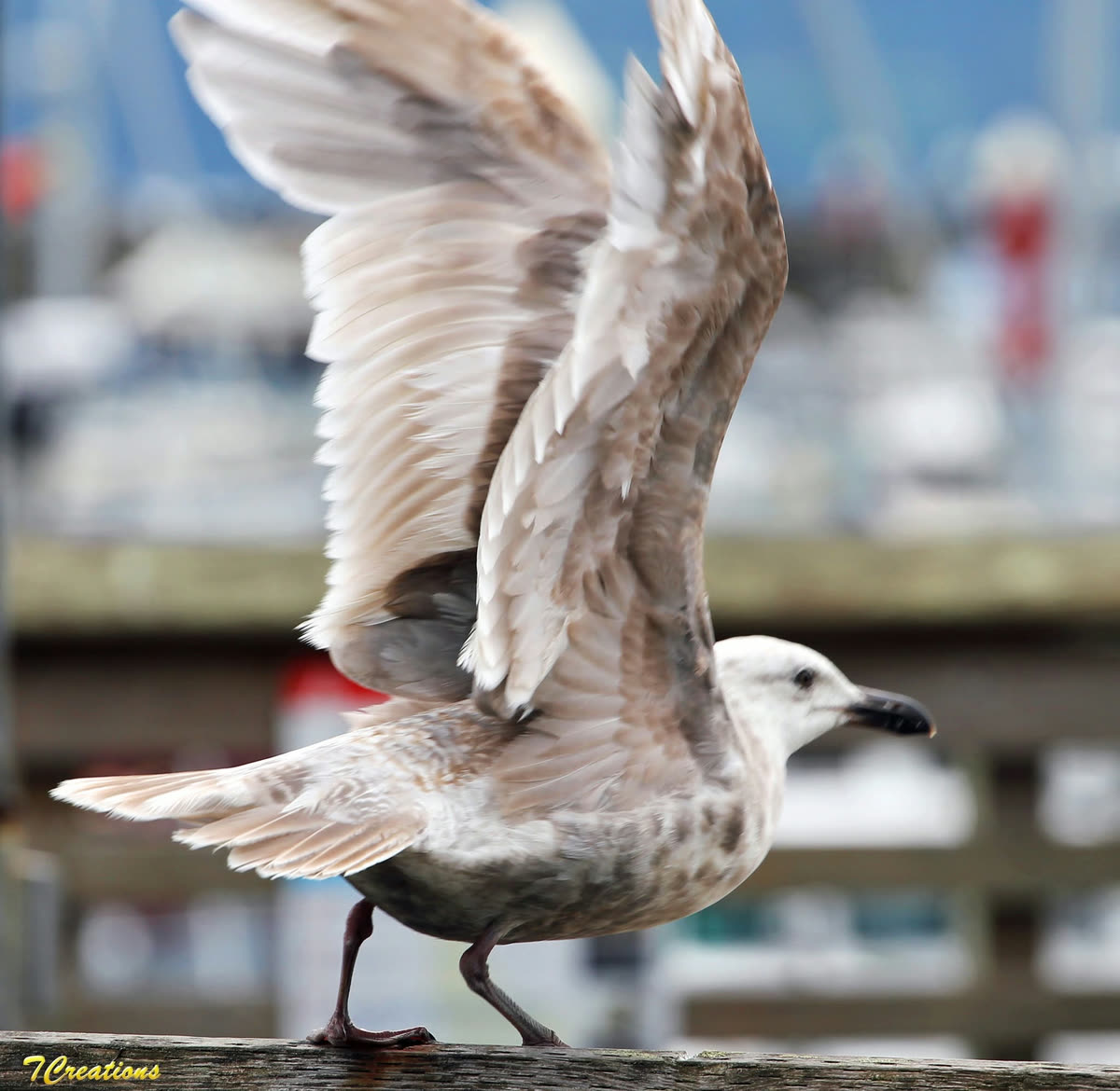 A gull opening its wings on a harbour rail