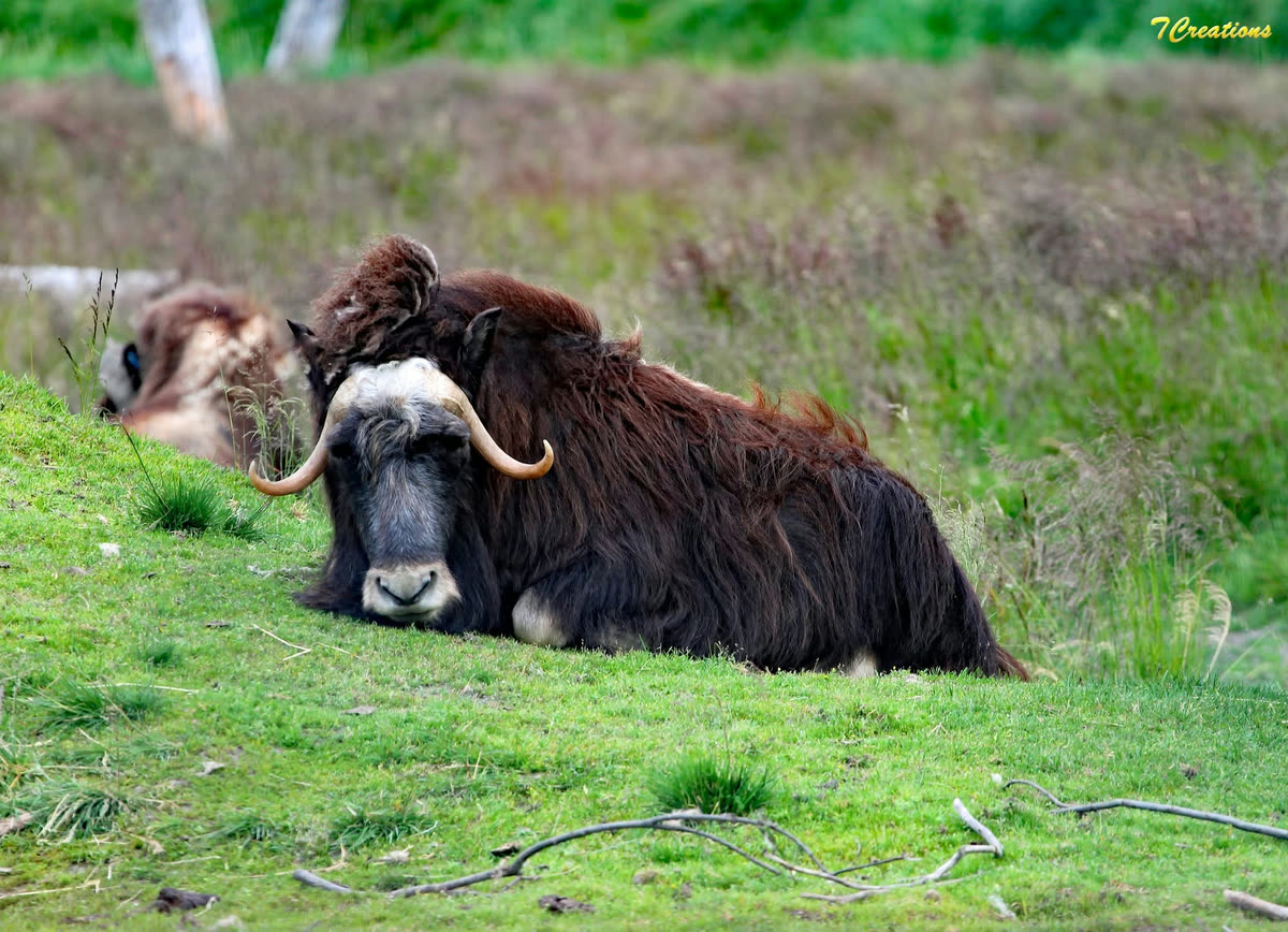 A musk ox resting on green tundra